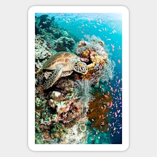 Green turtle (C002/8900) Sticker